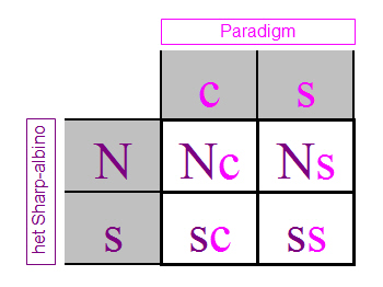 hetsharp-paradigm-punnett-square.jpg