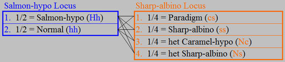 hypohetsharpxparadigm_crossarrows1.jpg
