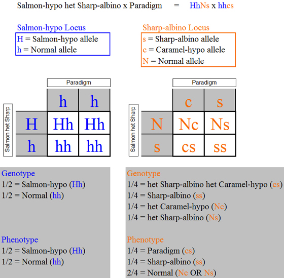hypohetsharpxparadigm_punnett_squares1.jpg