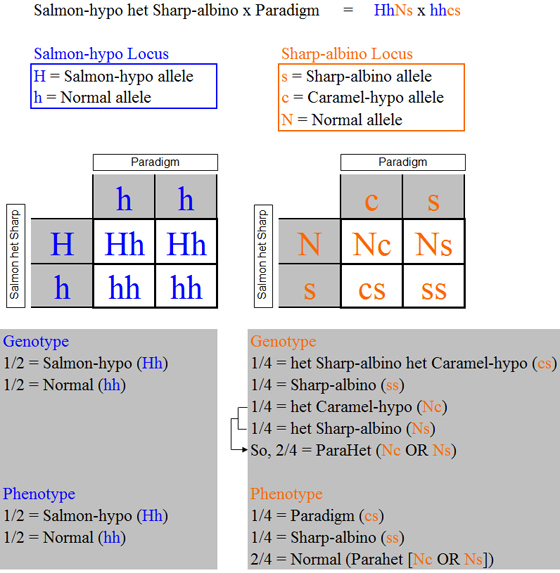 hypohetsharpxparadigm_punnett_squares2.jpg