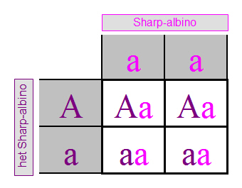 sharp-albino-aa-punnett-square.jpg