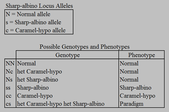 sharp-albino-locus-3-alleles.jpg