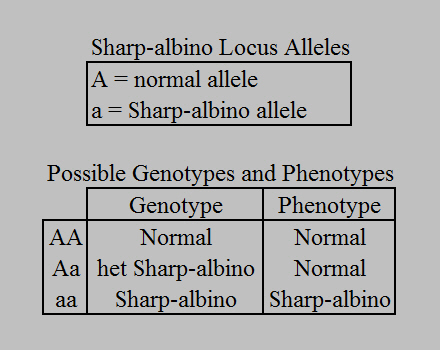 sharp-albino-locus-alleles.jpg