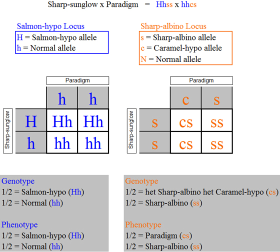 sharpsgxparadigm_punnett_squares2.jpg